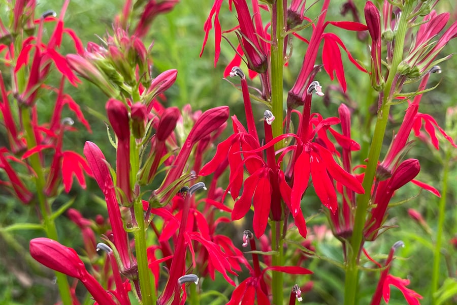 Native Plant Sale